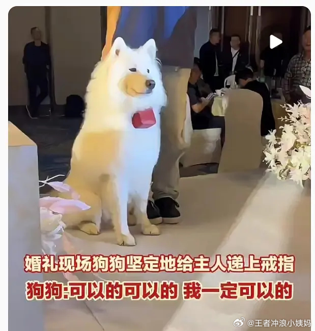 花花花花花海[超话]kpl易坦子融花婚礼合体 让花海在子阳婚礼上台送💍的原因?