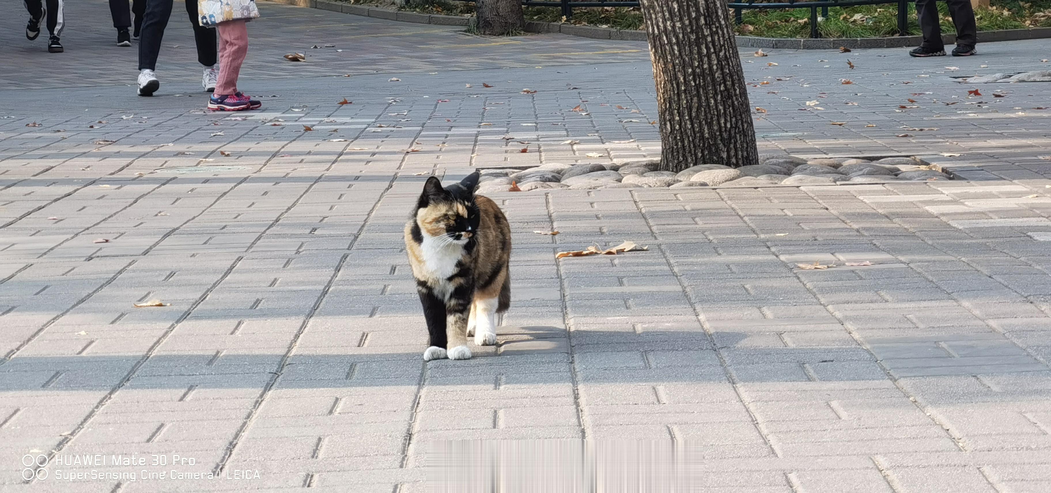饭后，散步，撸个猫#谈科论普的日常# ​​​