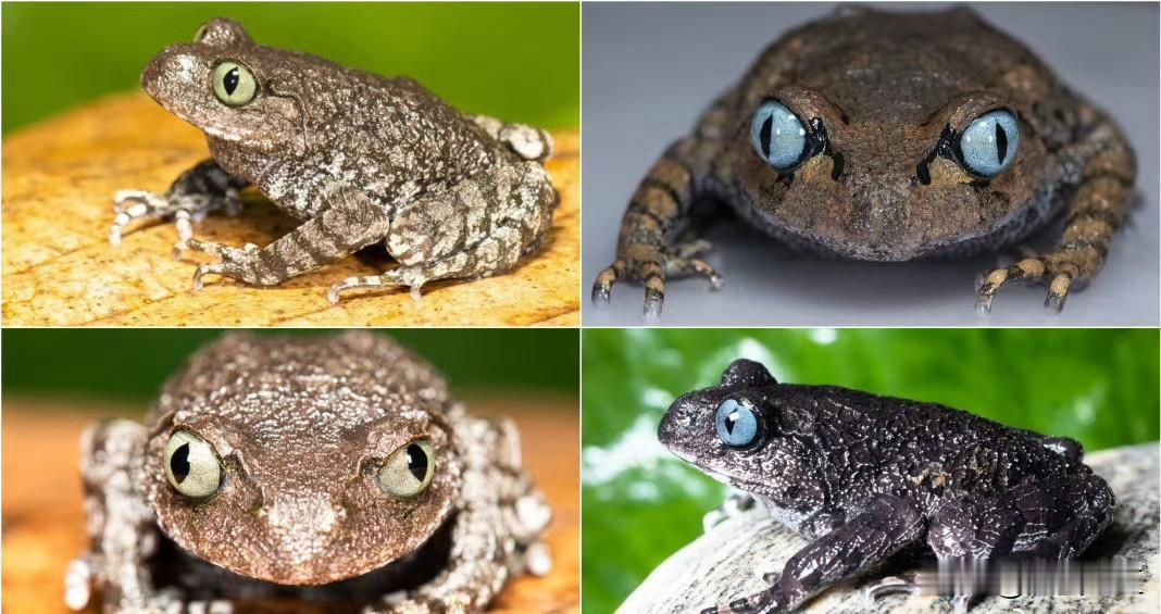 【藏南生态】

        据印度媒体报道，1月9日，印度科研人员宣布在“藏