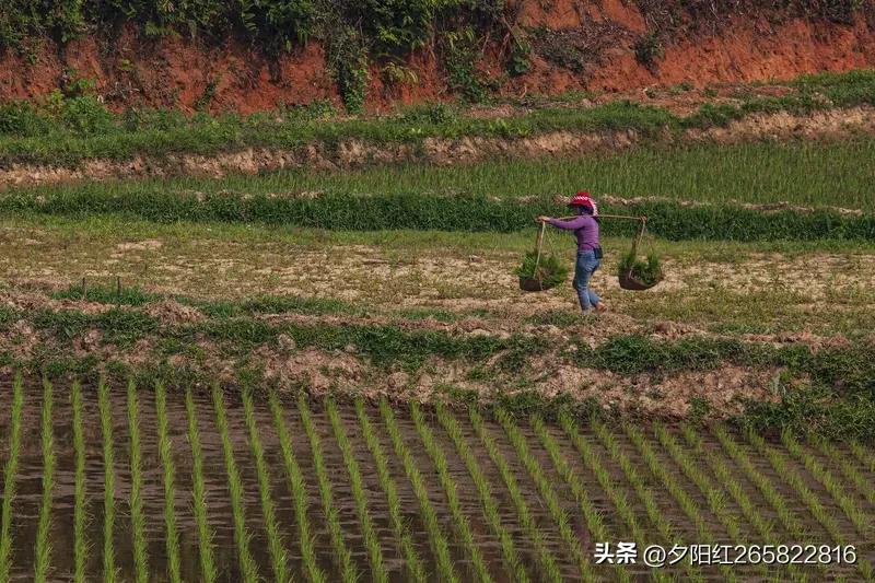 锄禾日当午，汗滴润禾土。
盘中美味餐，粒粒皆辛苦。

农民少闲月，五月人借忙。