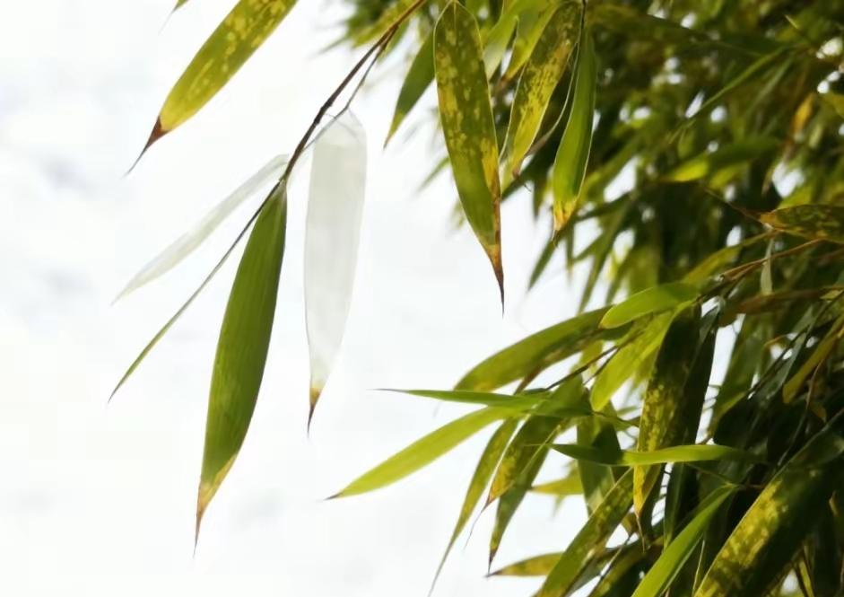 要退钱啦！从12月1日起就要开始确认2026年度个税专项附加扣除信息。这操作看着