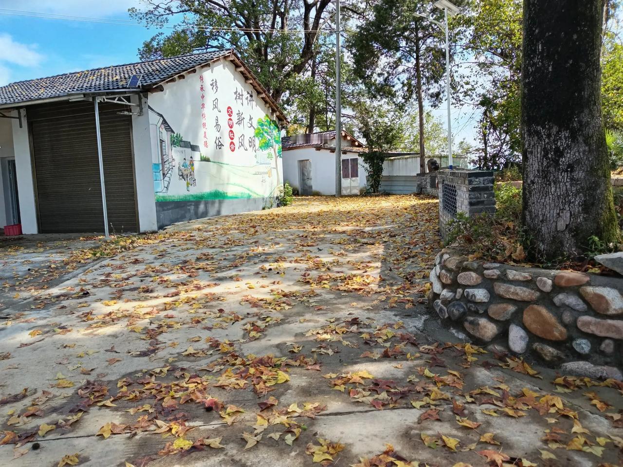 枫叶飘落
寒风起枫叶飘落，遍地黄叶飞零乱，霜降将来临！