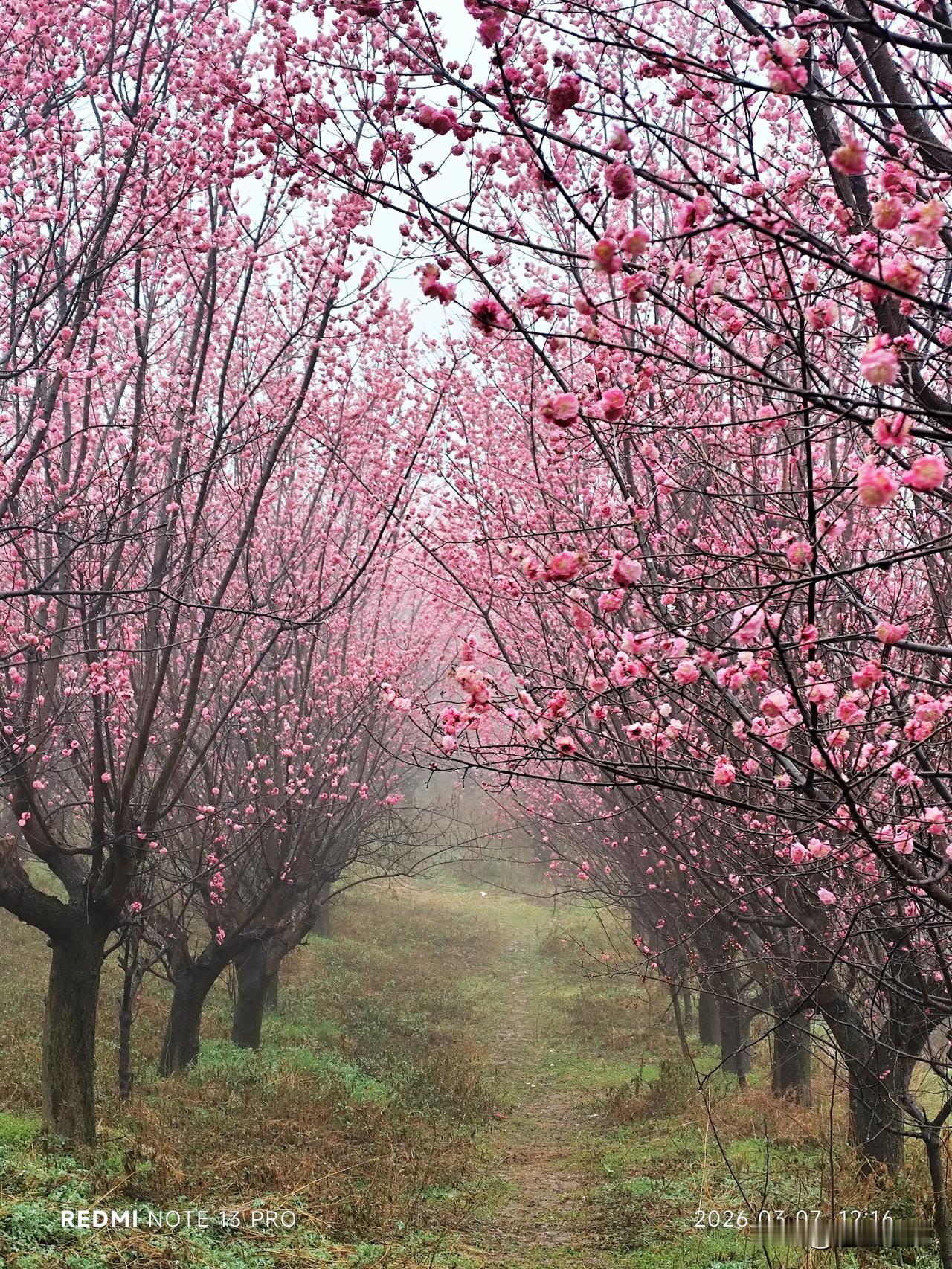 一直想去看梅花，终于盼来了周六可天公不作美，到了周至的周城就下小雨啦，而到了目的