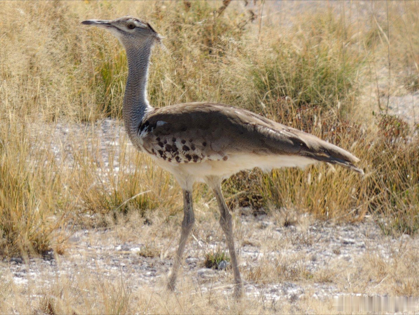 群鸟图，Etosha 国家公园黄嘴犀鸟海角椋鸟科里巨鸨红冠小鸨鸵鸟叉尾卷尾白颈鸦