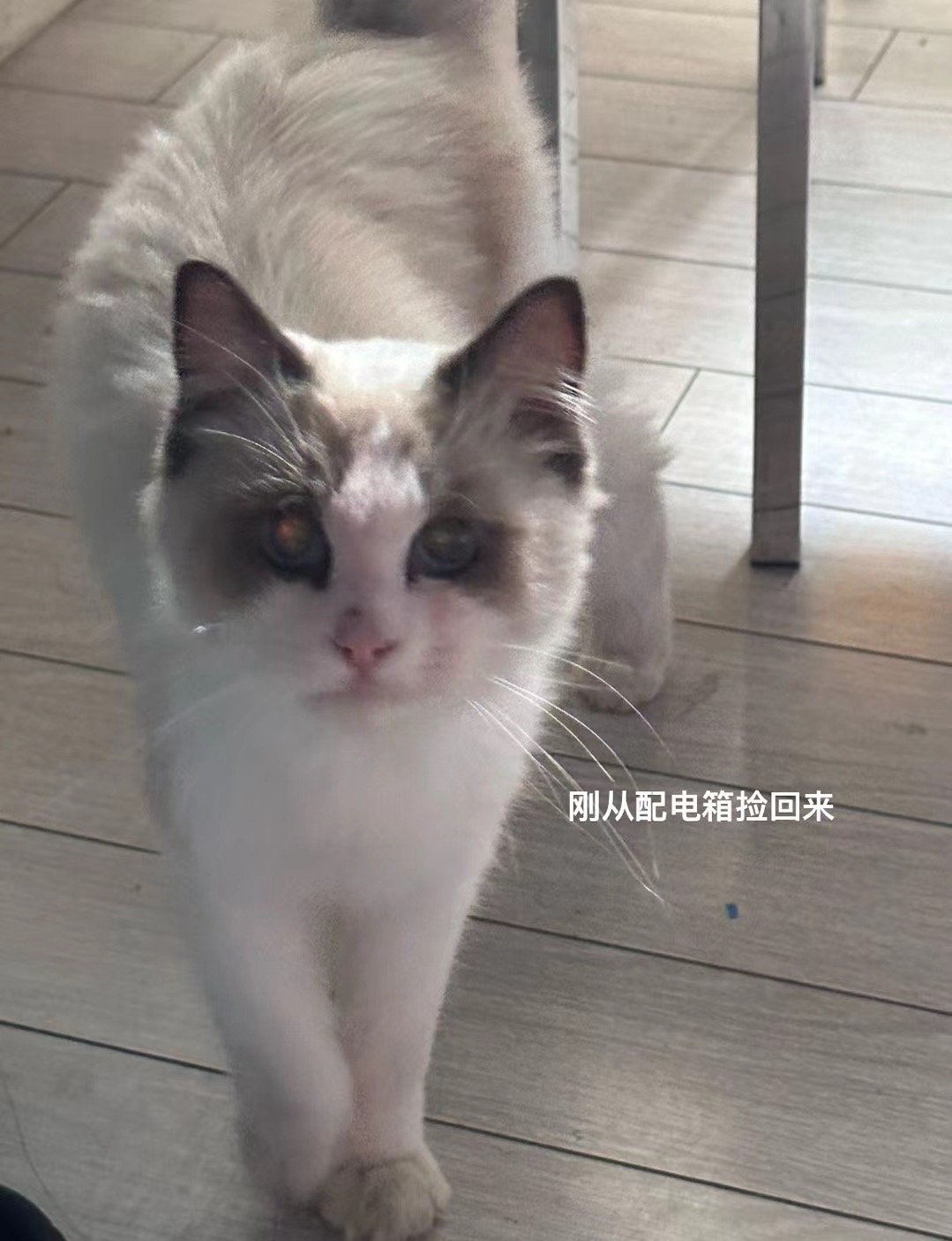 我也是有猫的人啦！我的嘟嘟宝宝🥺💗在关着的配电箱里捡到了嘟嘟，瘦瘦小小的不怕