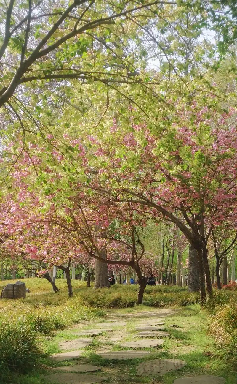 春天花开得有多好看，过敏的人就有多难熬！
 
外面到处繁花盛开，风景美得让人想出