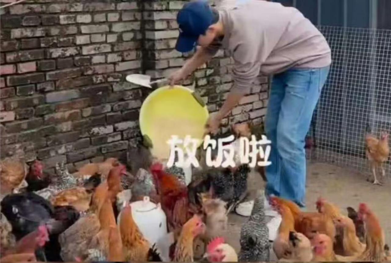 发现一个很奇怪的现象，娱乐圈的很多明星戏不拍了，综艺也不上了，都跑去农村养鸡了，