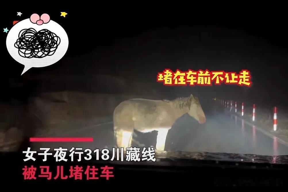 “万物皆有灵！”女子夜行318川藏线，路上突然窜出来一匹马挡住去路，无论车子方向