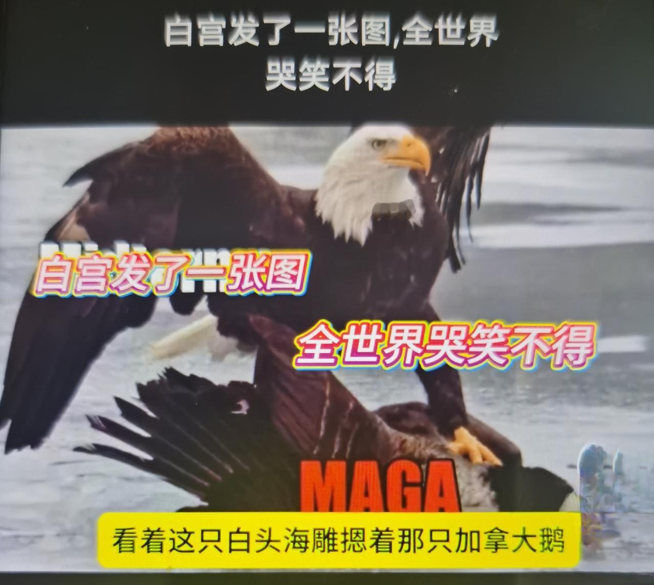 白宫最近发白头海雕摁住加拿大鹅挑衅图，沦为全球笑柄，美加贸易战持续升级之际，白宫