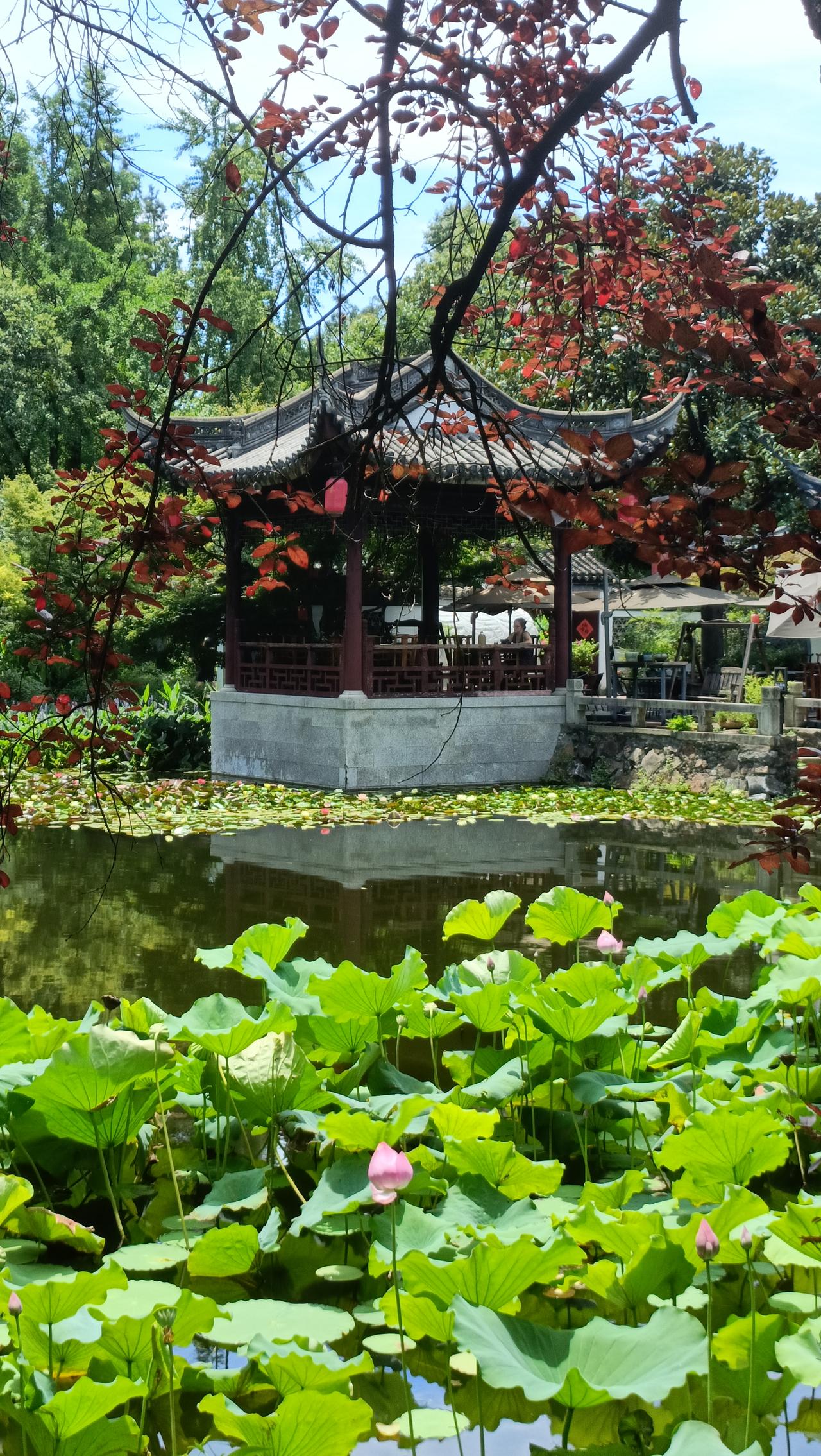 荷花池边的凉亭风景真美，我深有体会。之前去公园，就被那处凉亭吸引。站在亭中，满池