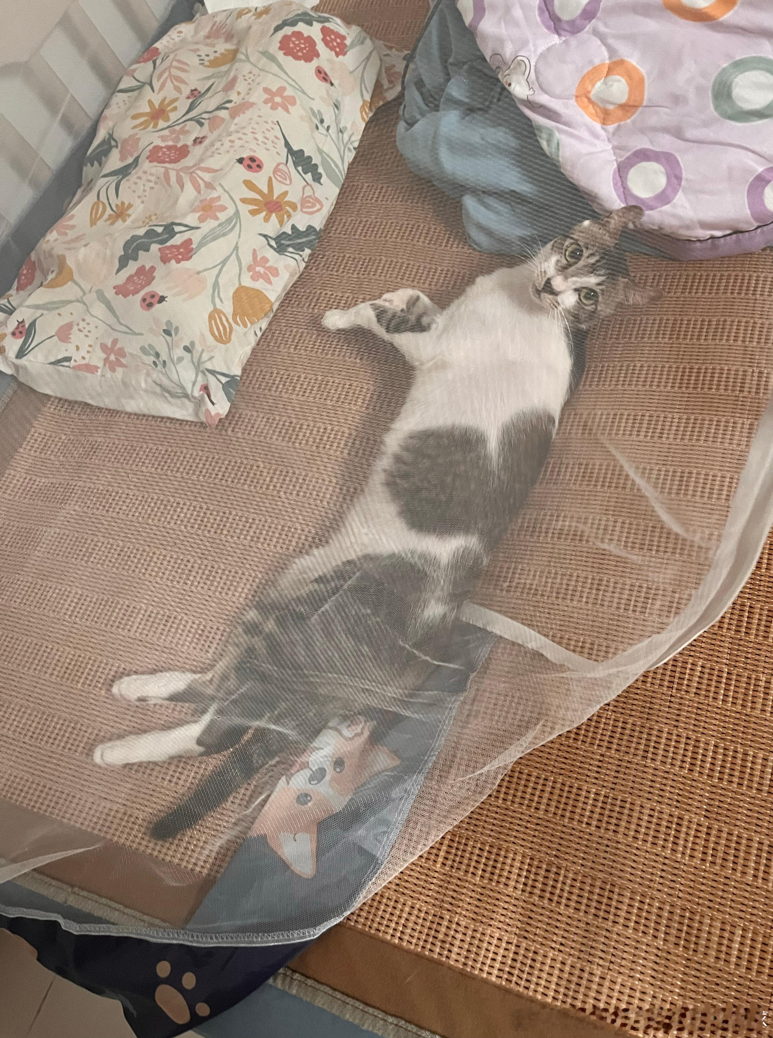 小满的缺点：1️⃣太丑；2️⃣太黏人了 