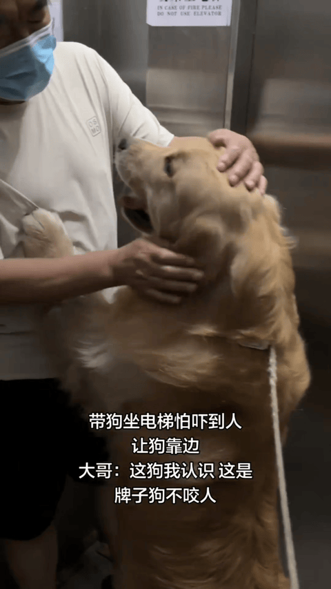 谁能想到电梯里一句随口玩笑，直接化解了人和宠物之间的隔阂，看完心里软软的。
  