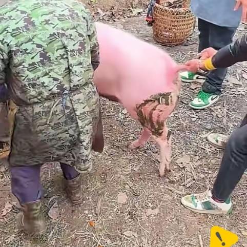 给呆呆送猪的“东哥”
自己也要办刨猪汤宴
7个500人群已满，可能要准备几十桌，