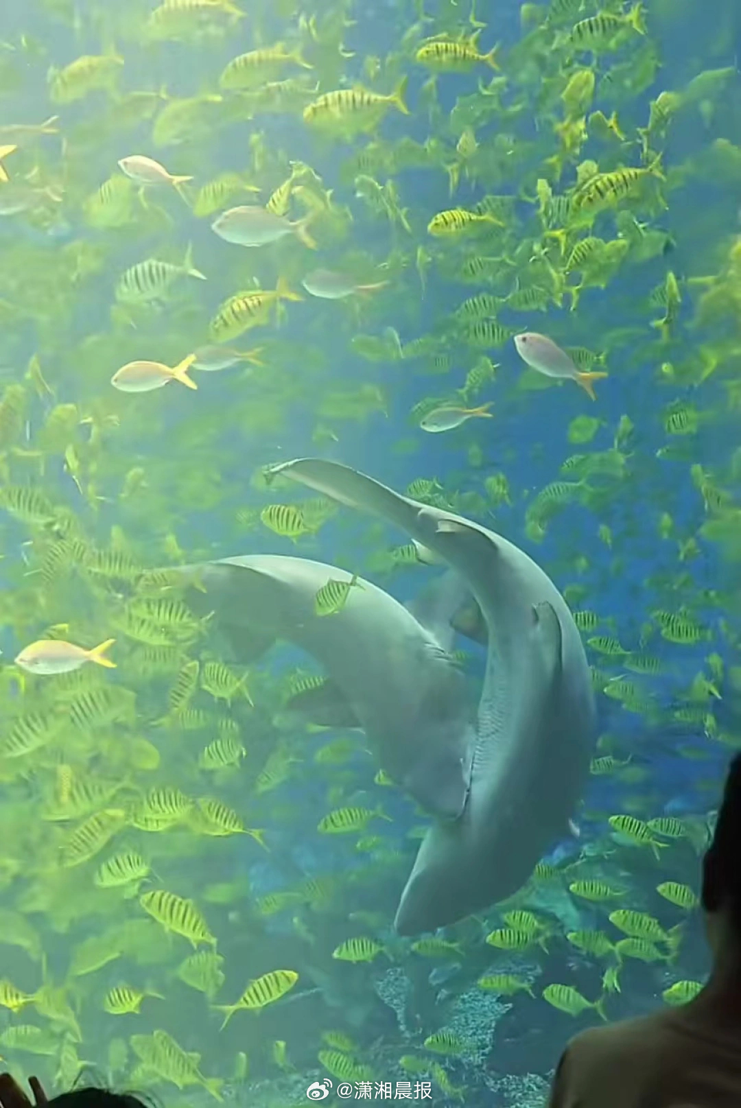 【郑州海昌#海洋公园鲨鱼疑被同类撕咬#，#海洋公园回应鲨鱼被同类撕咬#：春天到了
