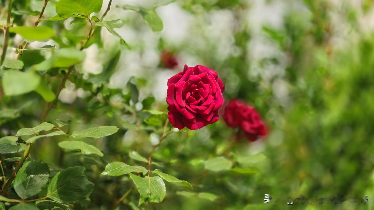 发一张你相册最近拍的花春季赏花的季节