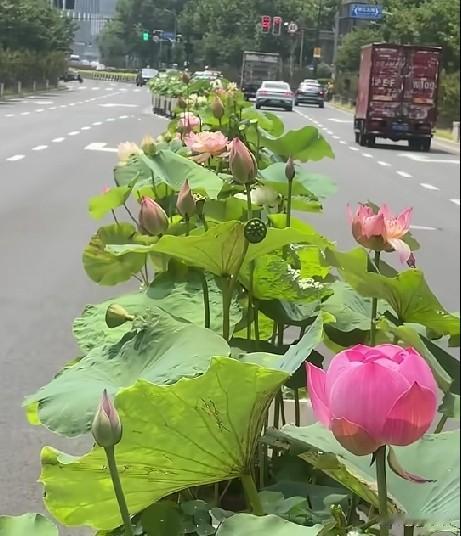 近日，上海一马路中间绿化带，荷花在穿梭的车流间竞相开放，还有诱人的莲蓬，在花枝间