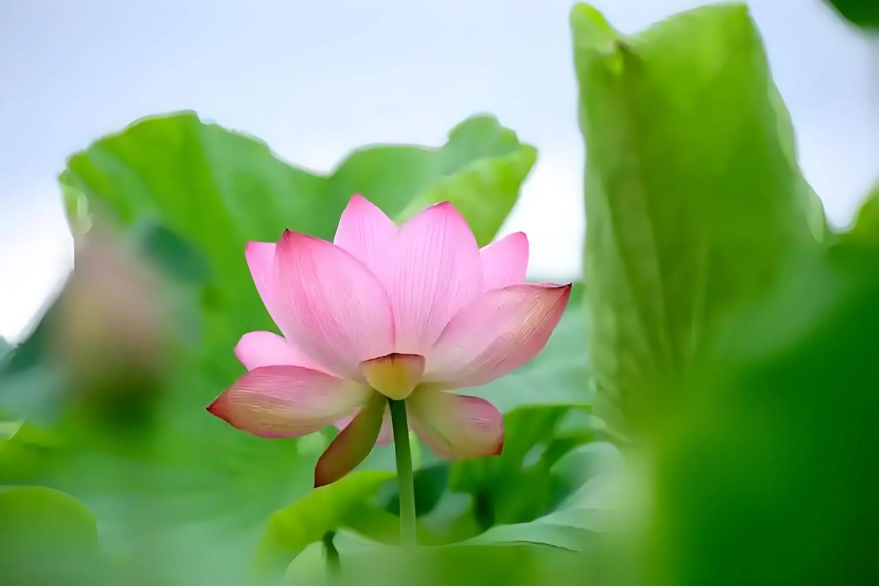 上联：春赏桃花秋赏菊，如何对下联夏观荷花冬观梅观花观草对下联