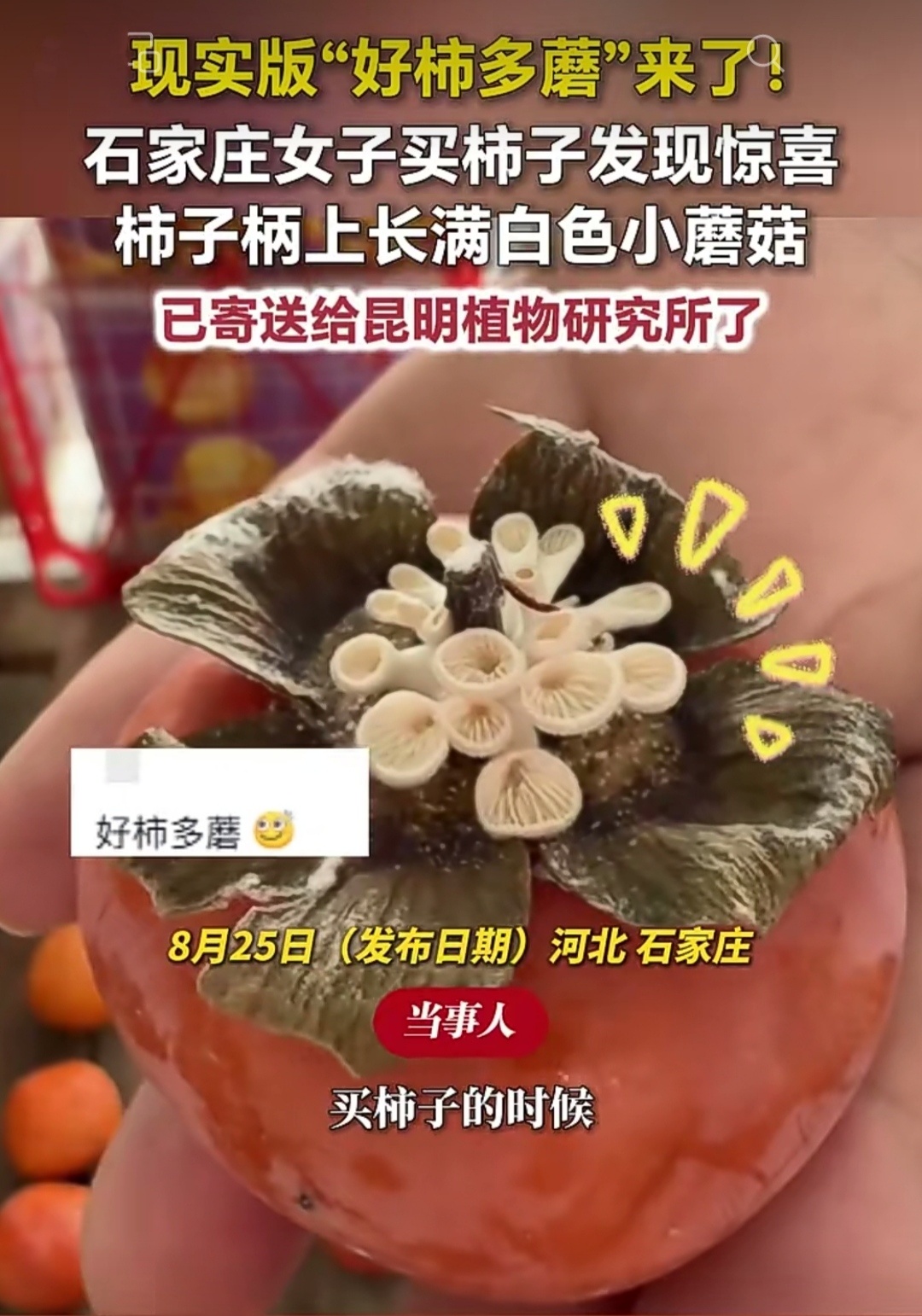 石家庄一女子买柿子，发现一颗柿子的柿柄长满白色小蘑菇，网友感叹现实版“好柿多蘑”