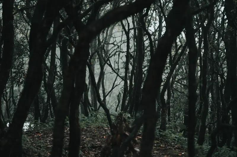 今早醒来第一个念头，是琢磨昨晚梦里那片神秘森林。梦里我在森林穿梭，阳光透过枝叶洒