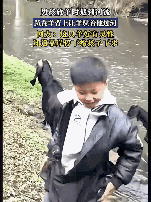 轻车熟路了，一看就不是第一次了！
不信你看，每次过这条河，这头羊都会安安静静等着