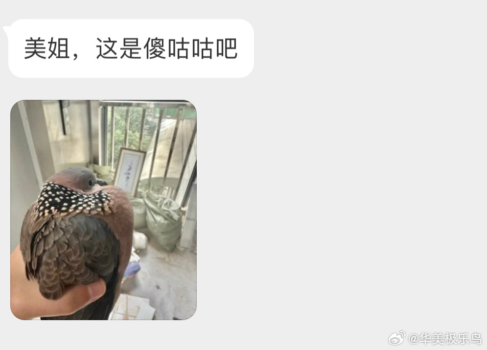 飞屋里的【珠颈斑鸠】健过身的猛咕 ​​​