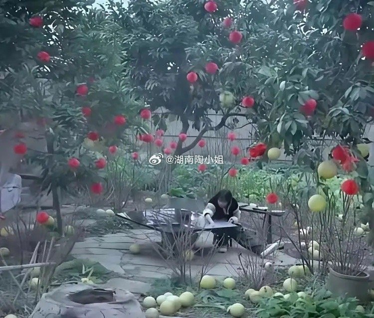 有人质疑李子柒院子里的柚子是摆拍的，直到去了四川以后才知道是真的，大街上全是柚子