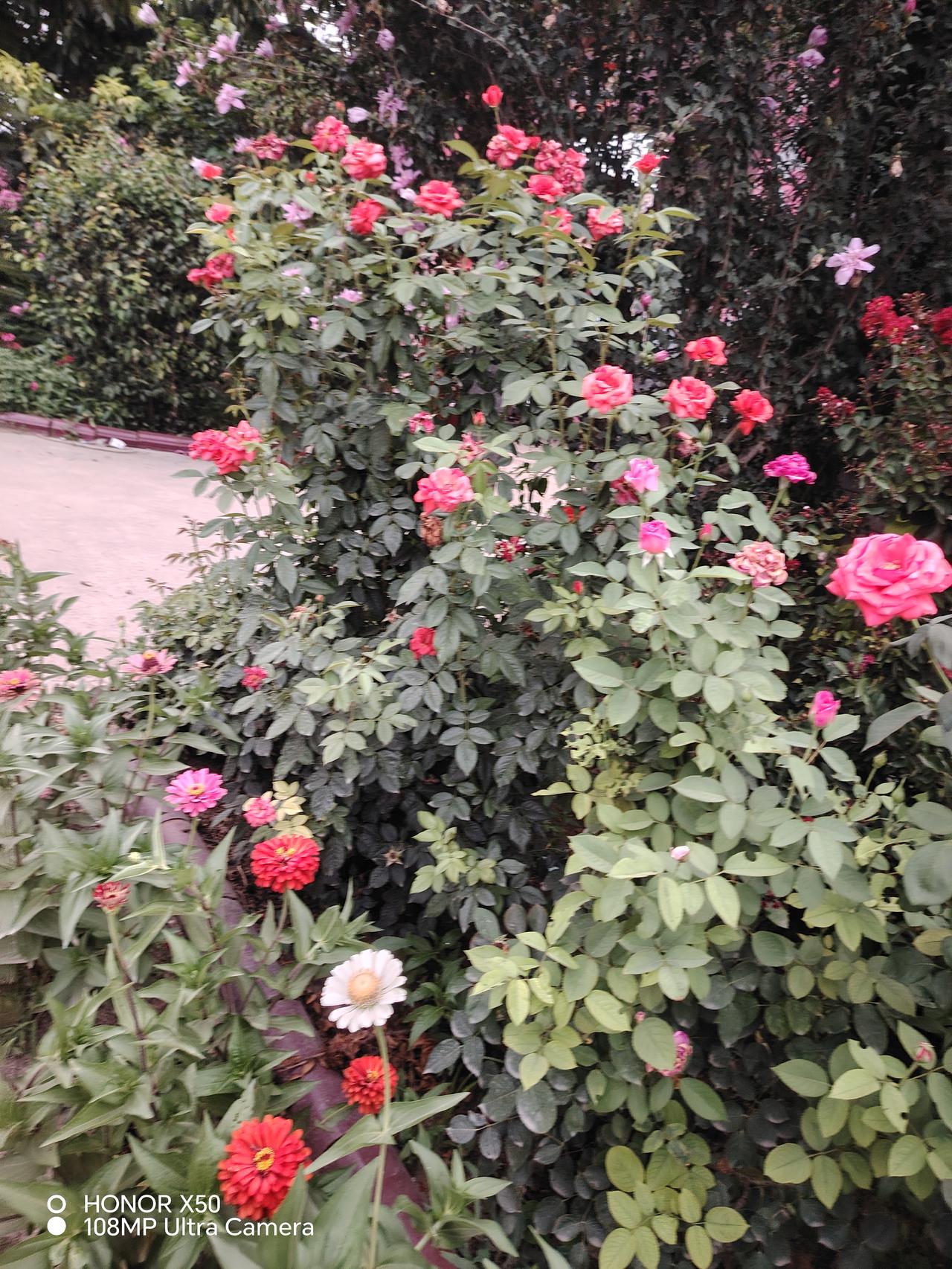 晒图笔记大赛红色的月季花开了，争相斗艳，远处望去，一片花海，走近一看，芳香迷人，