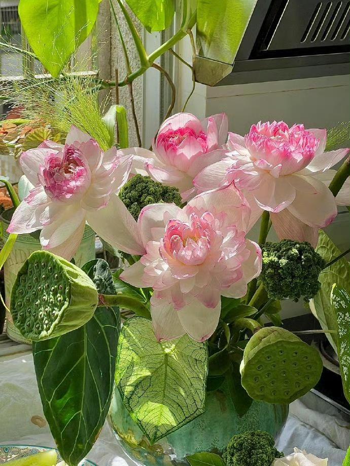 以荷花之名 赴一场仲夏之约