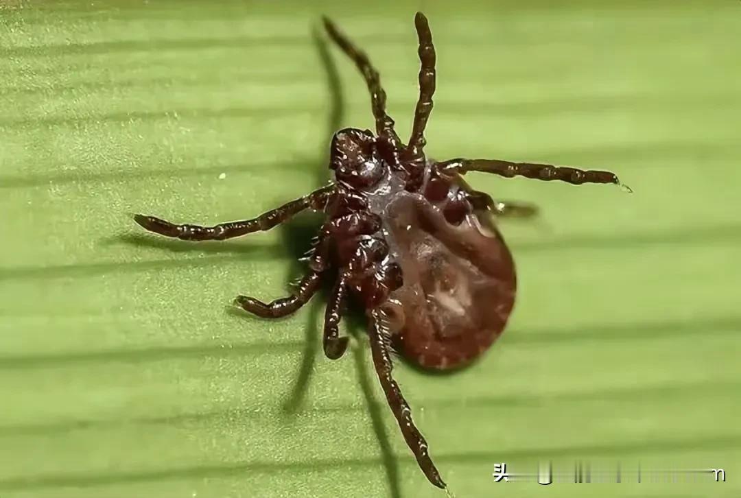 警惕看不见的“投资”：一条床褥背后的致命风险

近日，安徽一起家庭悲剧引发关注：