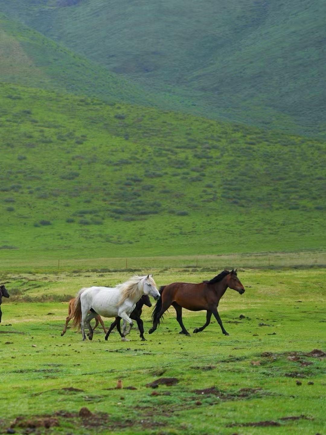 流光一瞬，新岁已临❗️

丙午马年，
愿我们心有千里马，眼有万丈光🐎
旧岁积淀