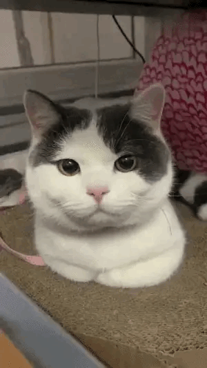 昨天晚上悄悄的约会去了吧，要不然哪能这么困？