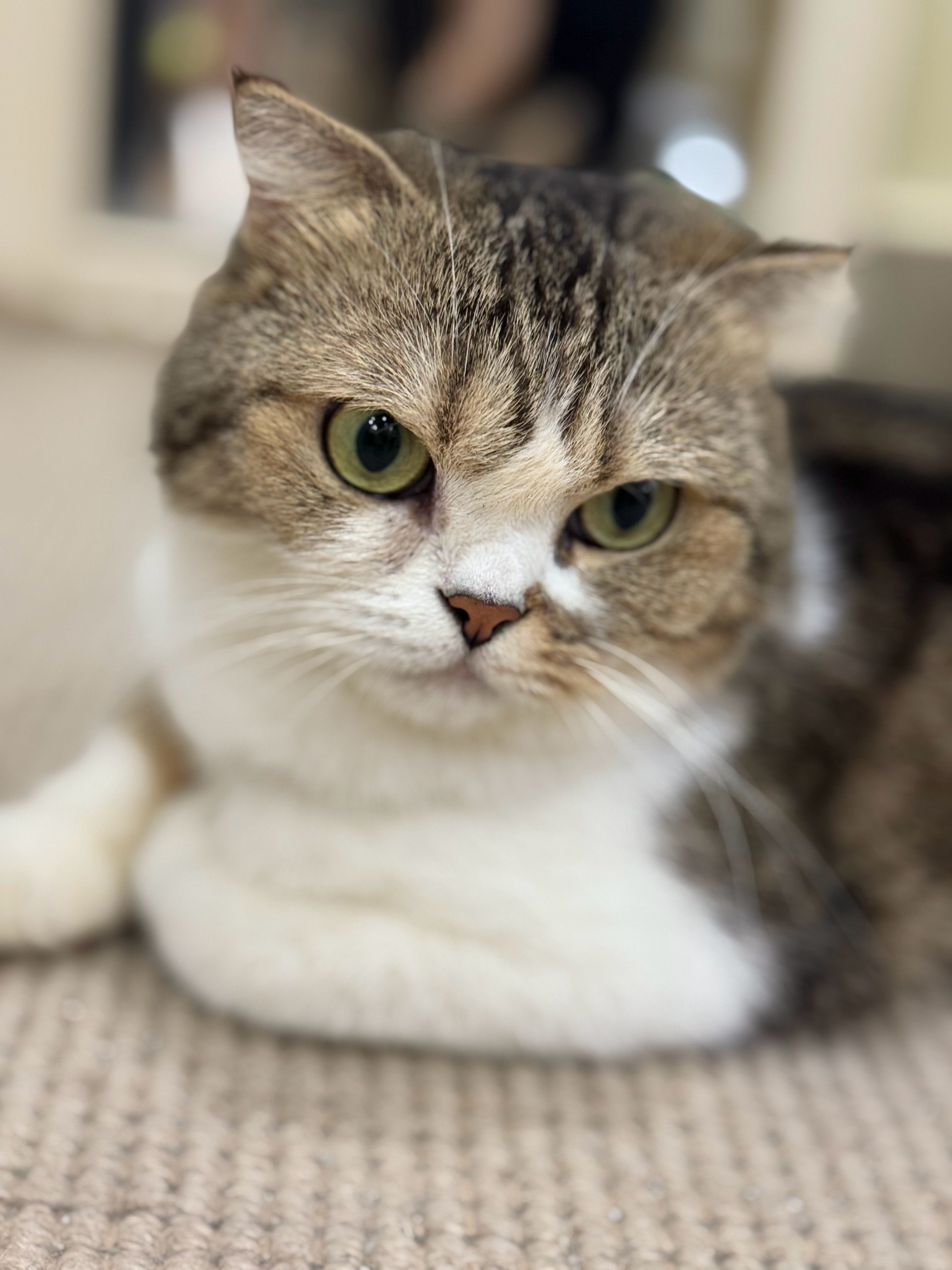 发一个三条腿的大美女！猫咪