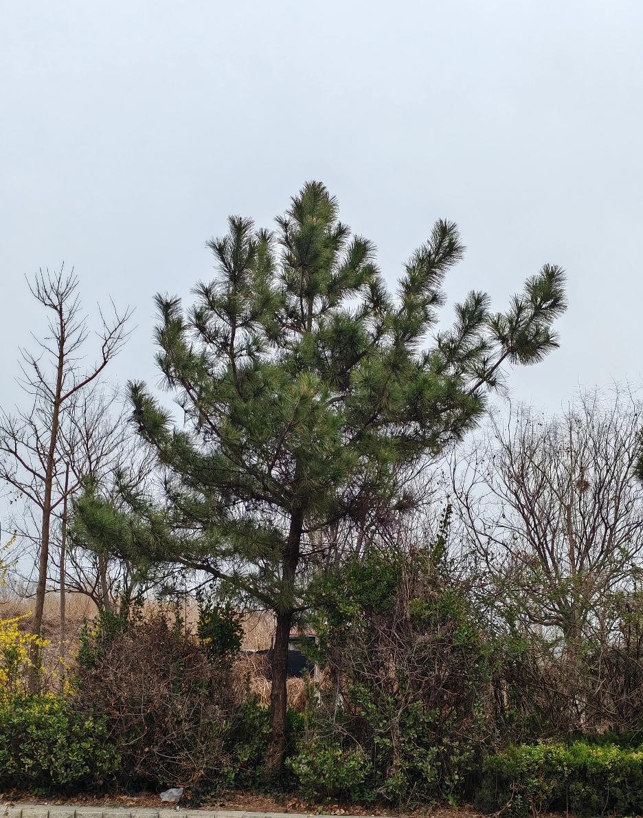 路边的松树，长势旺盛。
       松树属于常绿植物，松树栽在北方绿化带里，给