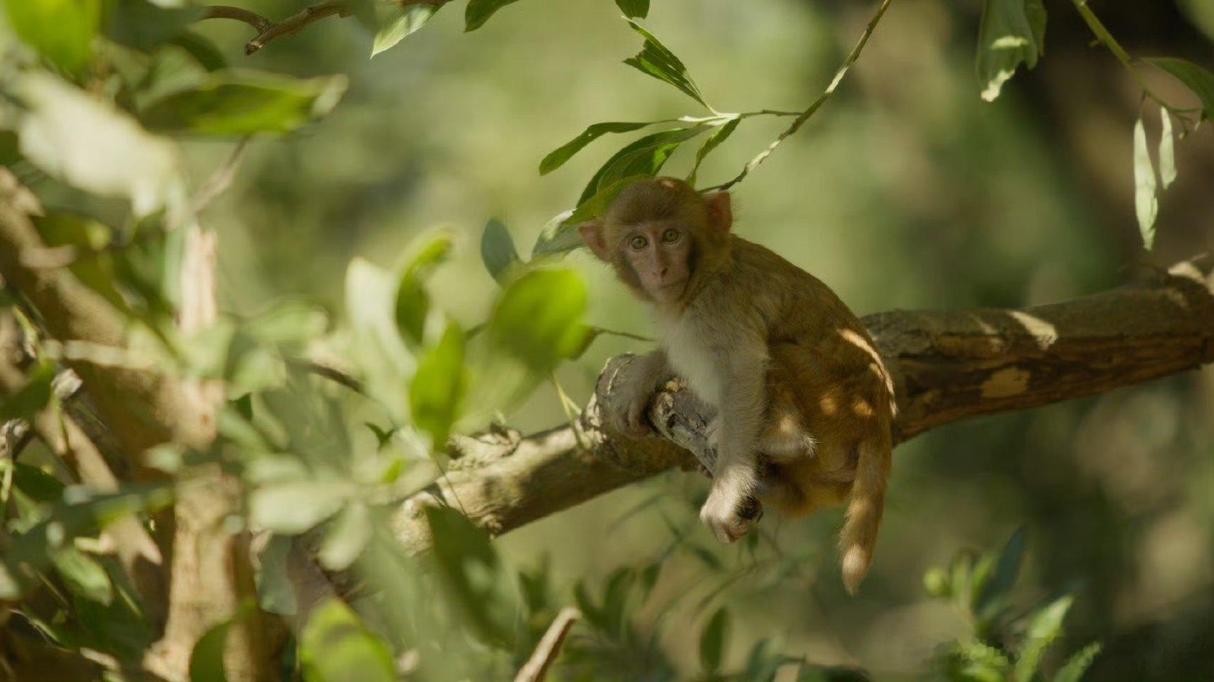 BBC镜头里的野性广东 救命！广东还有这一面？纪录片捕捉的野性瞬间太绝，直接刷新