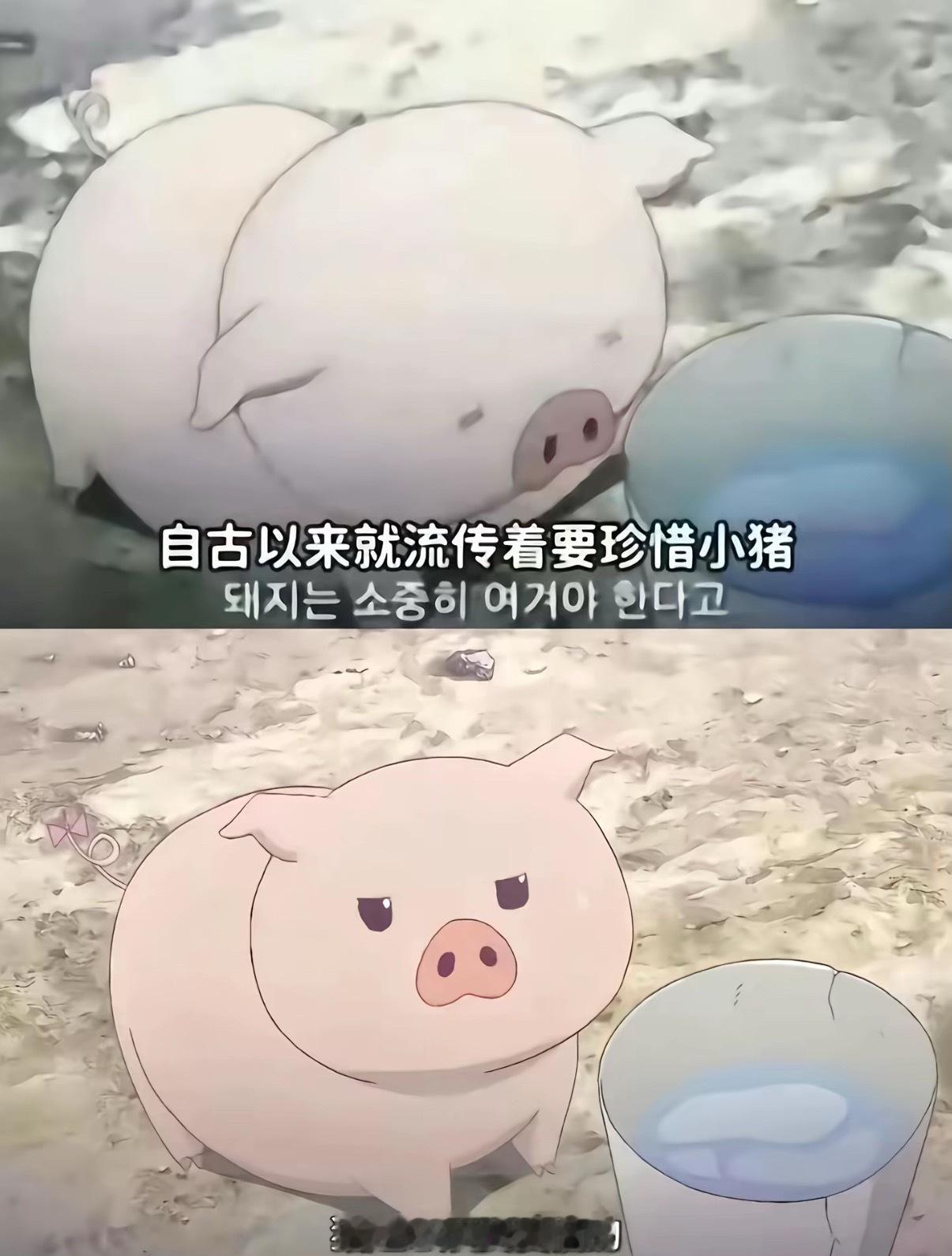 小猪是必须要爱惜的金善禹