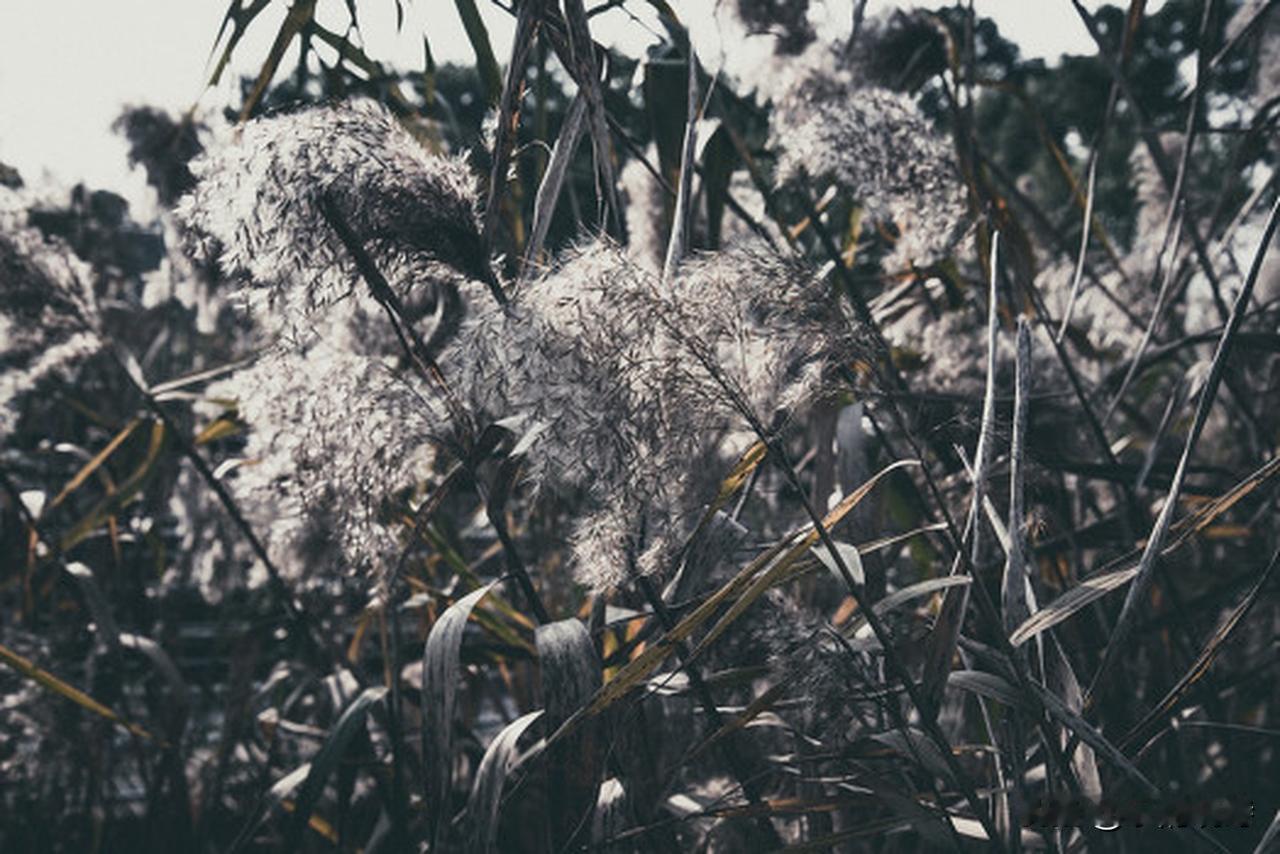 《秋江晚渡》
芦花飞雪迷津渡，
雁字拖寒过远汀。
野岸霜浓凋晚翠，
孤帆影瘦带残