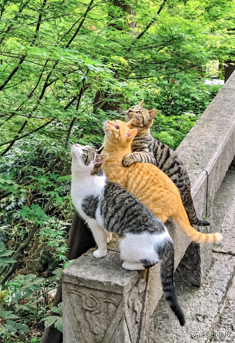 软乎乎的小毛球，圆溜溜的大眼睛，往屏幕上一趴，看着就治愈。不管是揣手手、打哈欠，