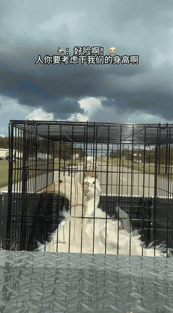 好危险啊
果然我们还是太高了