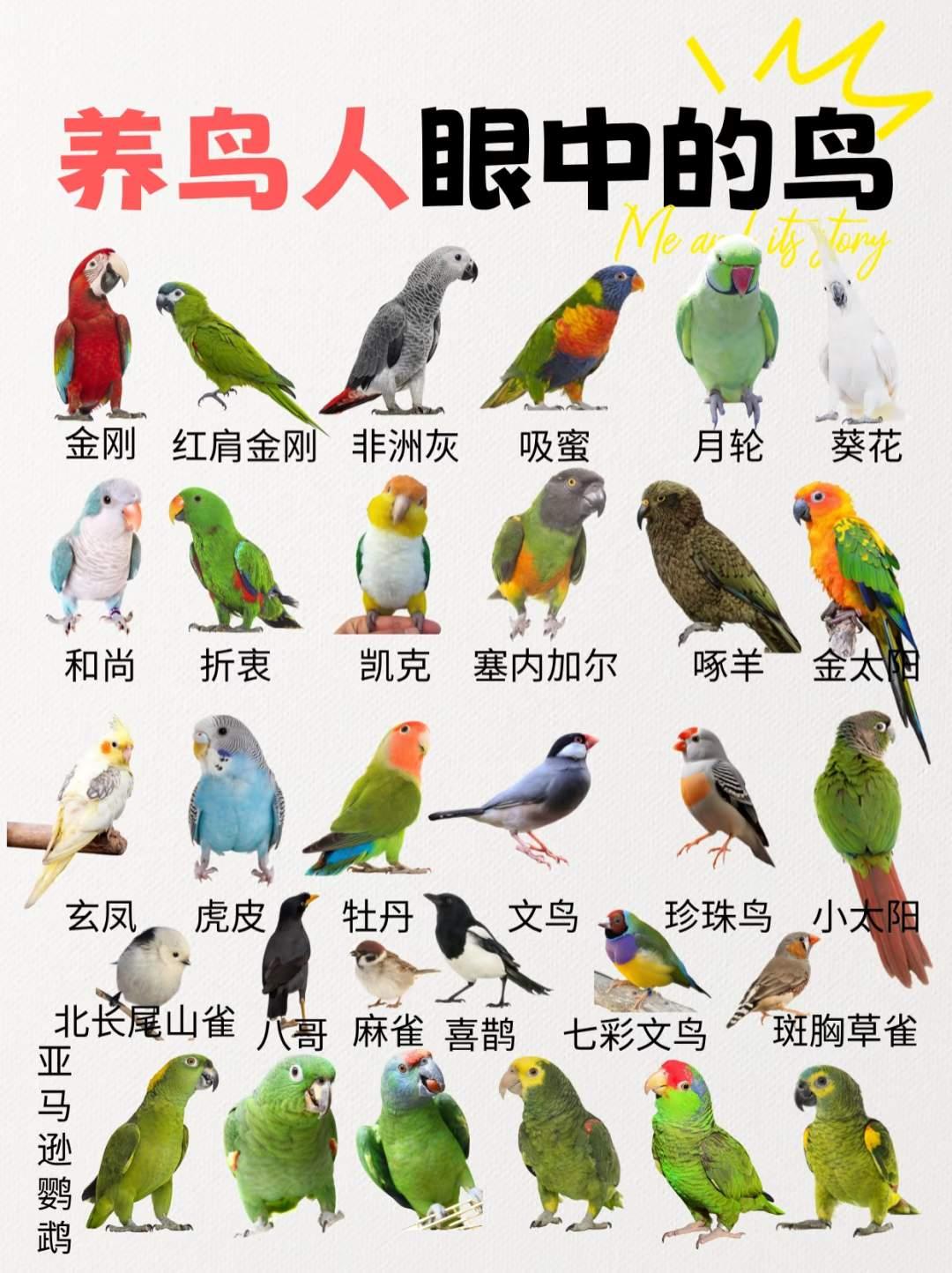 最近鸟子养的多了，养鸟人眼中的鸟.