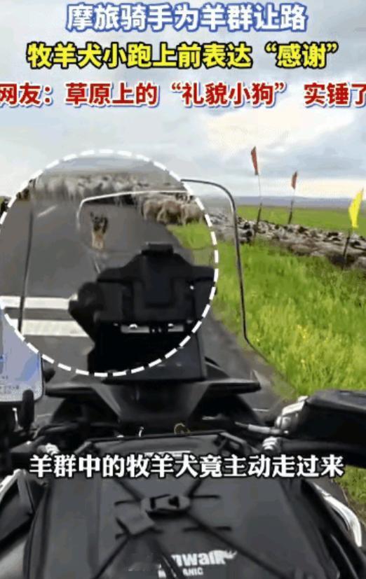 万物皆有灵！内蒙古，一位摩旅骑手停车礼让羊群，没成想牧羊犬竟特意上前“致谢”，并