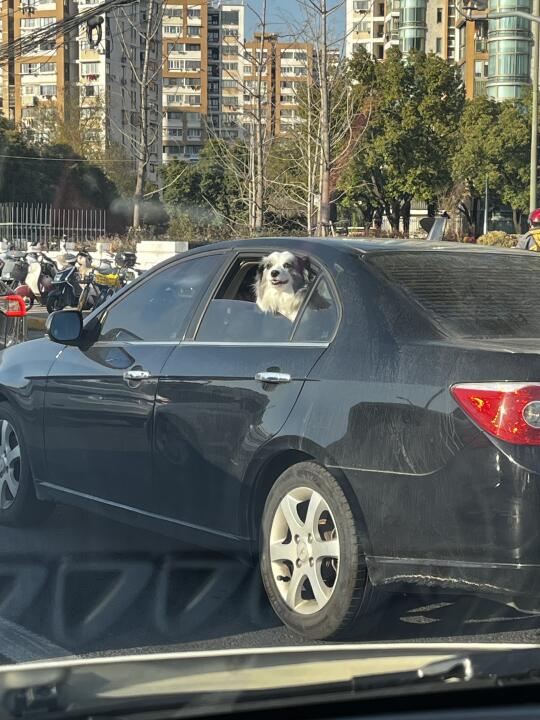 突然觉得堵车也没那么烦了汪 😗