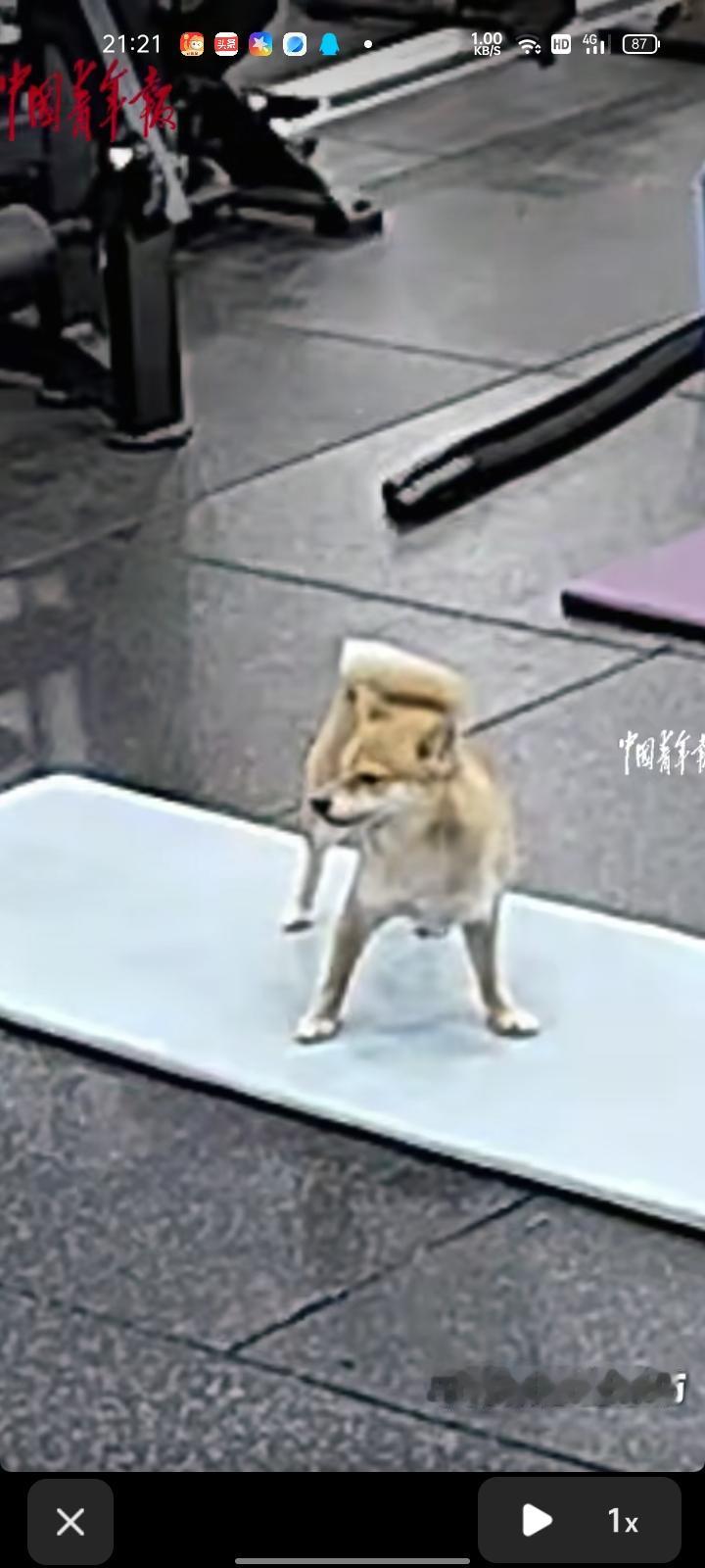 4月25日，江苏苏州。狗：你眼睛瞎啊！这么大的狗看不到吗？踢我！健身房老板的狗因