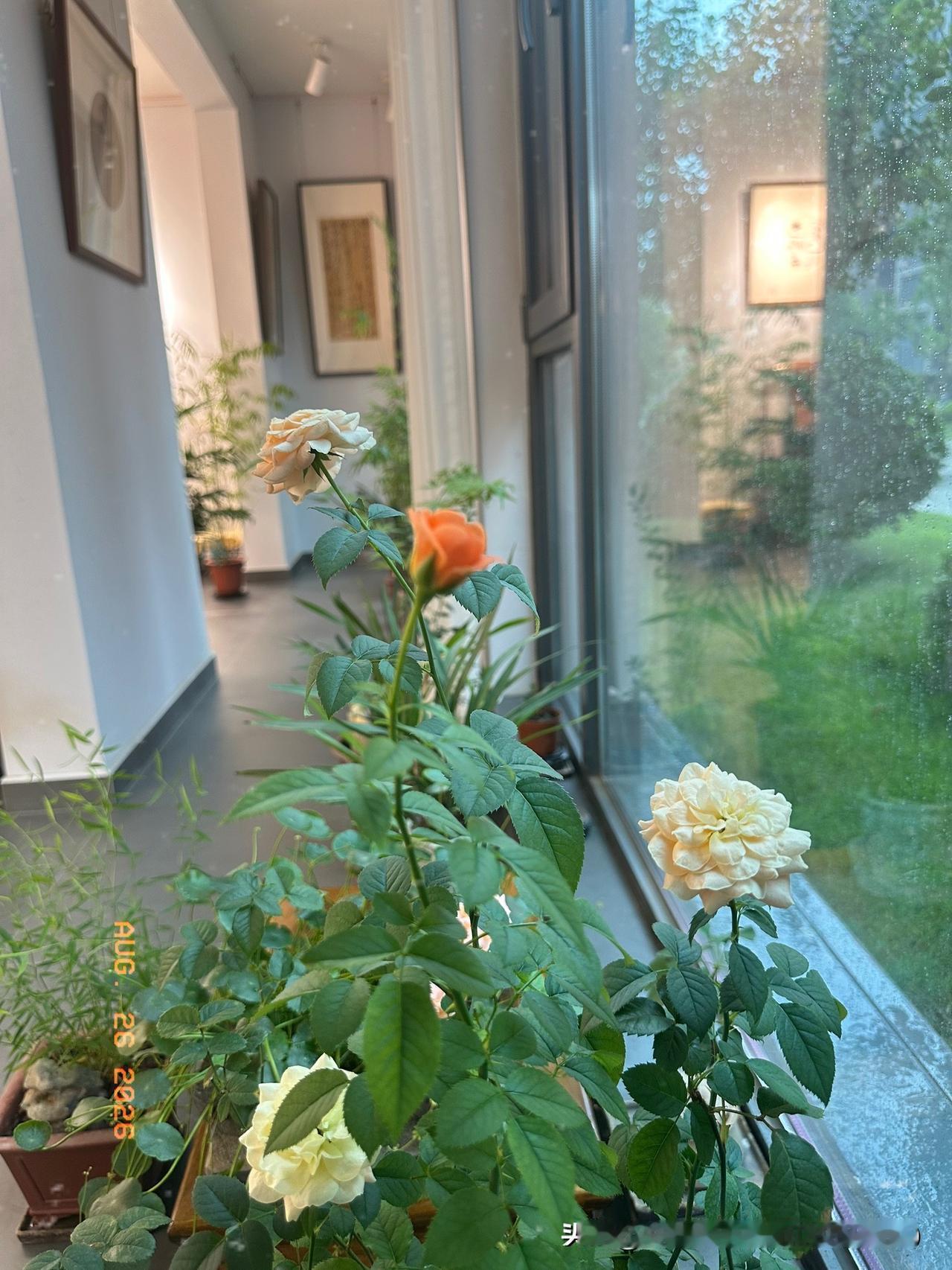 最近参加了