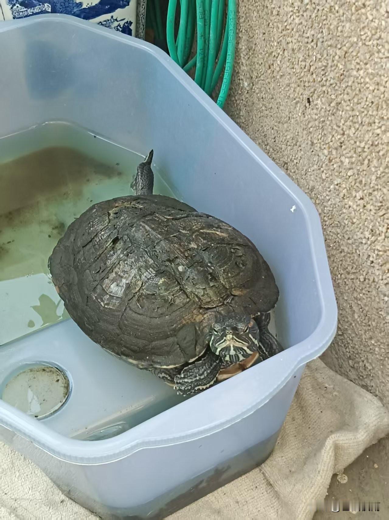 我家这只“老龟”太有个性啦[得意]
 
家人们，看看我家这位“老伙计”！养了好些