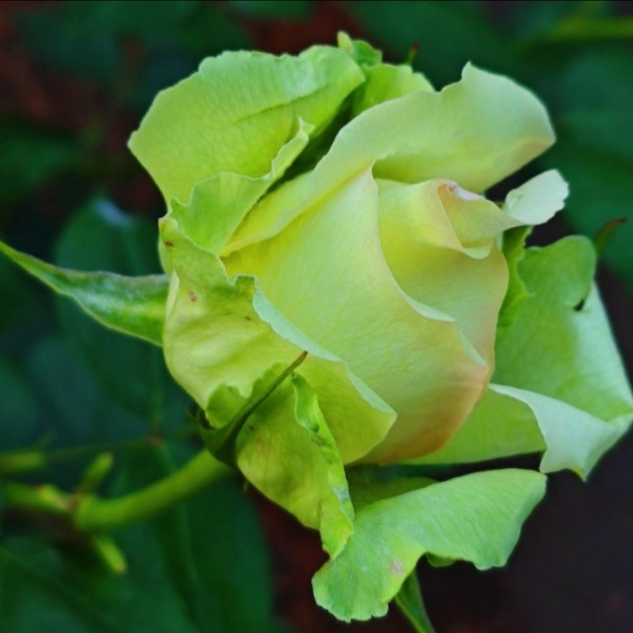 月季花
花中皇后娇艳姿
胜似牡丹花月季