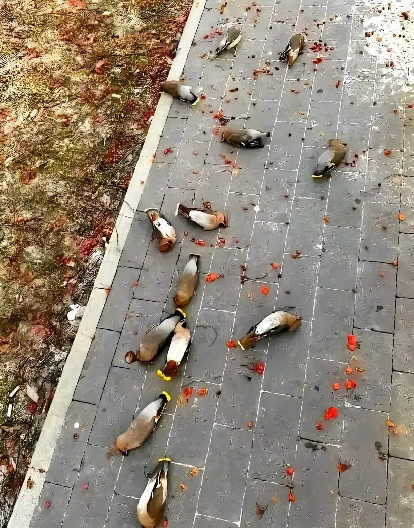 鸟儿吃了浆果之后喝醉，全部掉到了马路边上，要不要上去捡两只玩上一玩。话说这种浆果