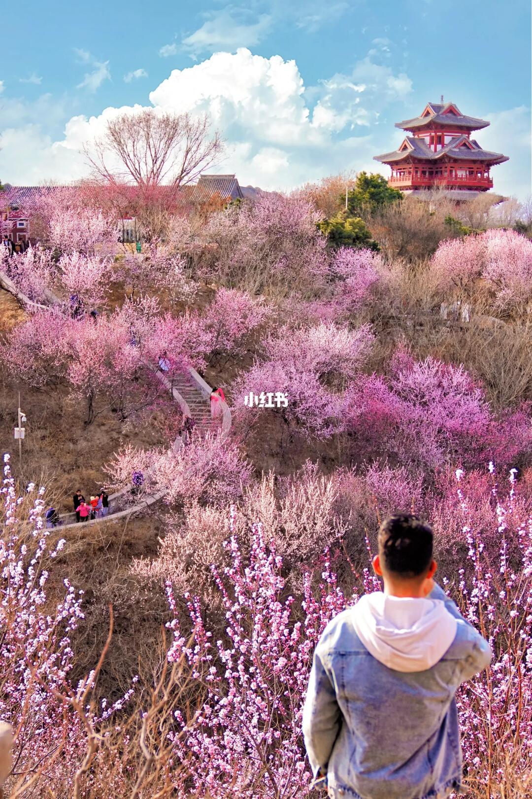 大胆预测❗️这里将成为北京下一个赏花顶流🌸