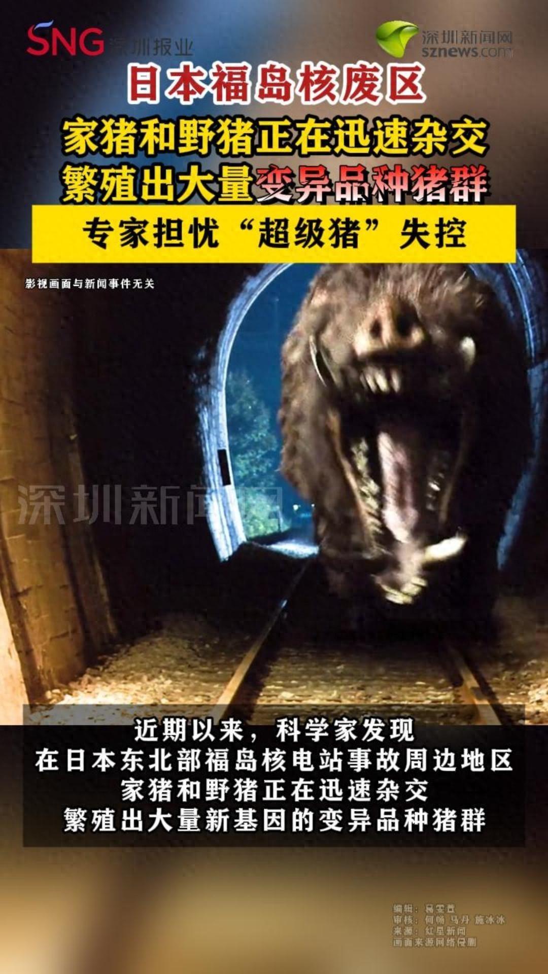 “担心的事情还是发生了！”福岛核泄漏十几年后，无人禁区里，一群变异野猪悄然崛起，