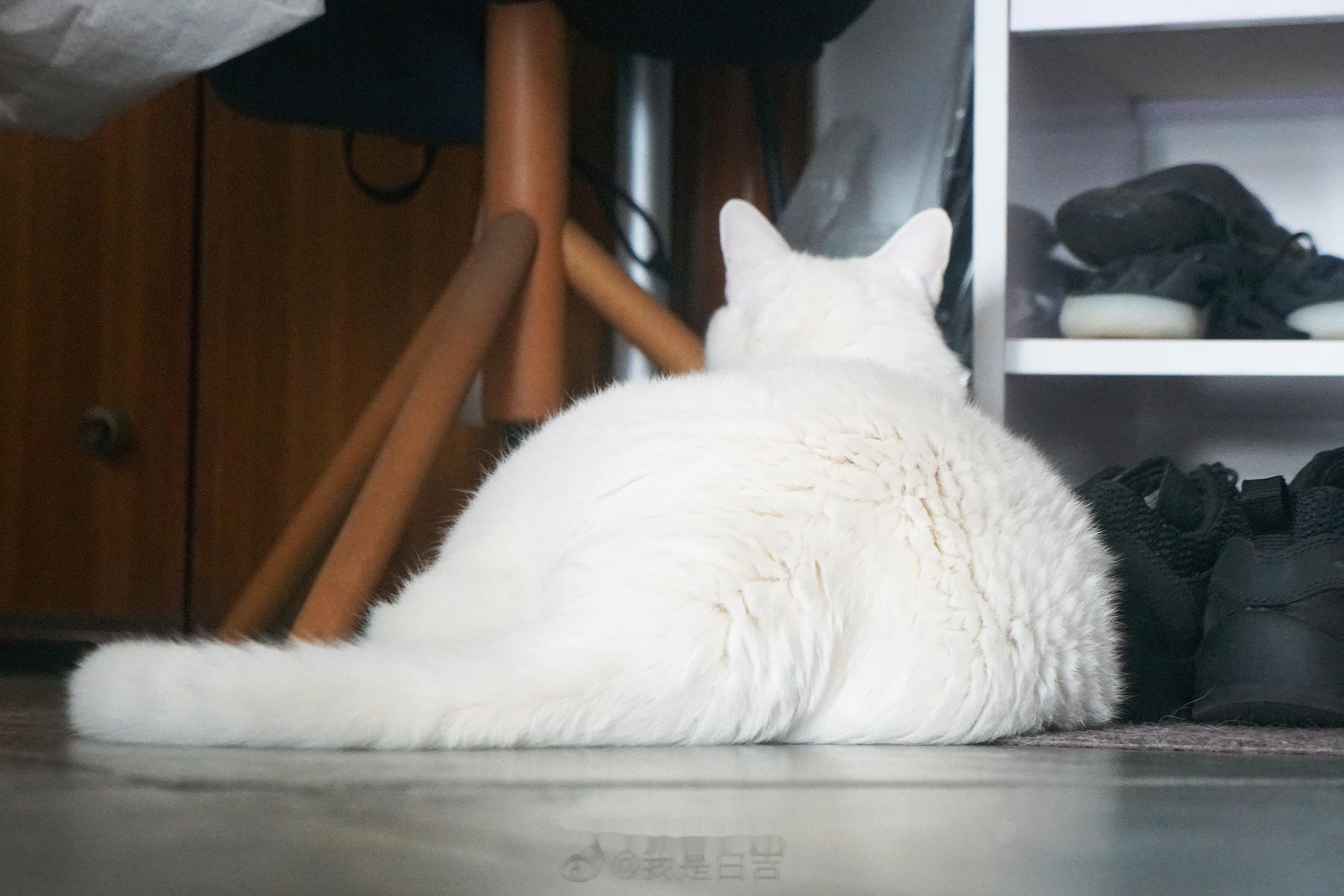 37度天的大白鵝。 ​​​