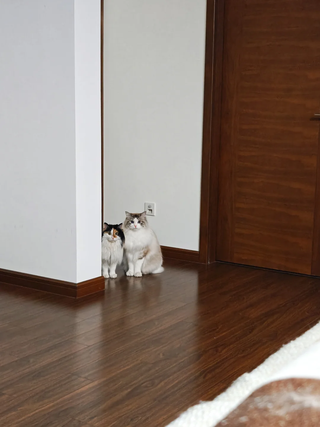 搬新家后时不时发现暗中观察的小猫
